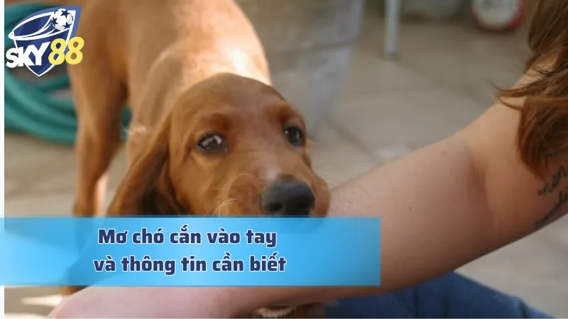 Mơ chó cắn vào tay và những điều cơ bản cần biết