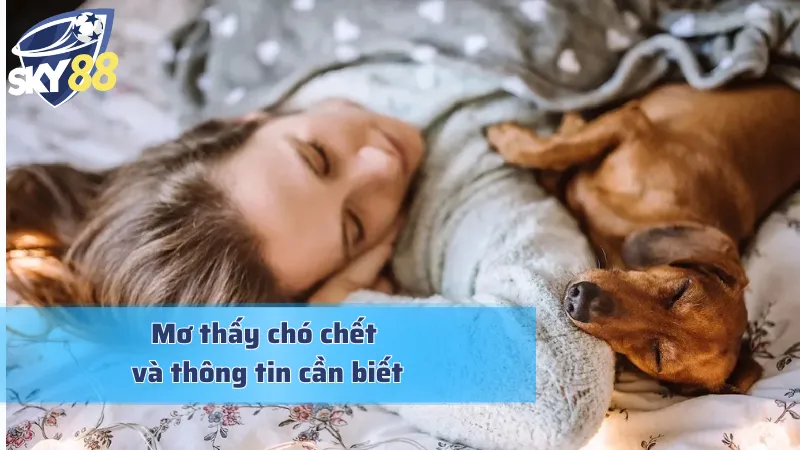 Mơ thấy chó chết và những điều cơ bản cần biết