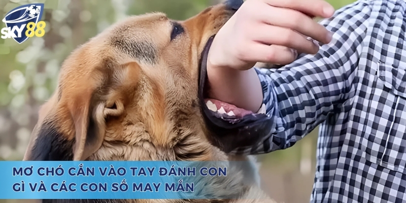 Mơ chó cắn vào tay đánh con gì cùng những con số chất lượng
