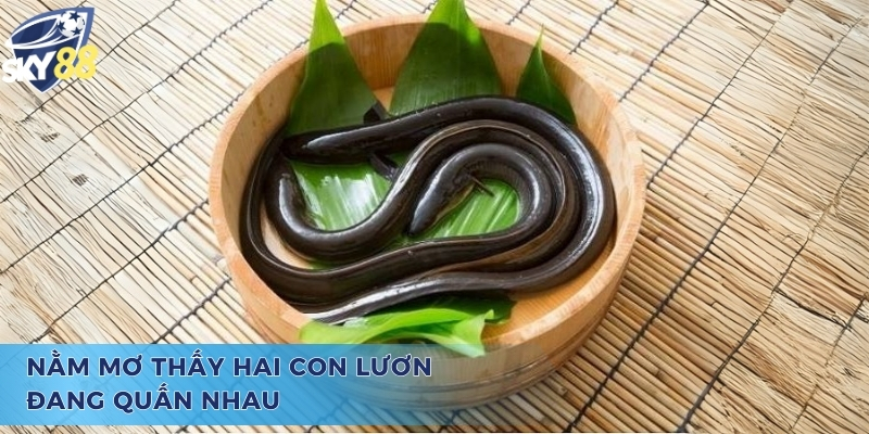 Mơ thấy lươn to đánh con gì? - Chiêm bao thấy đôi lươn quấn nhau